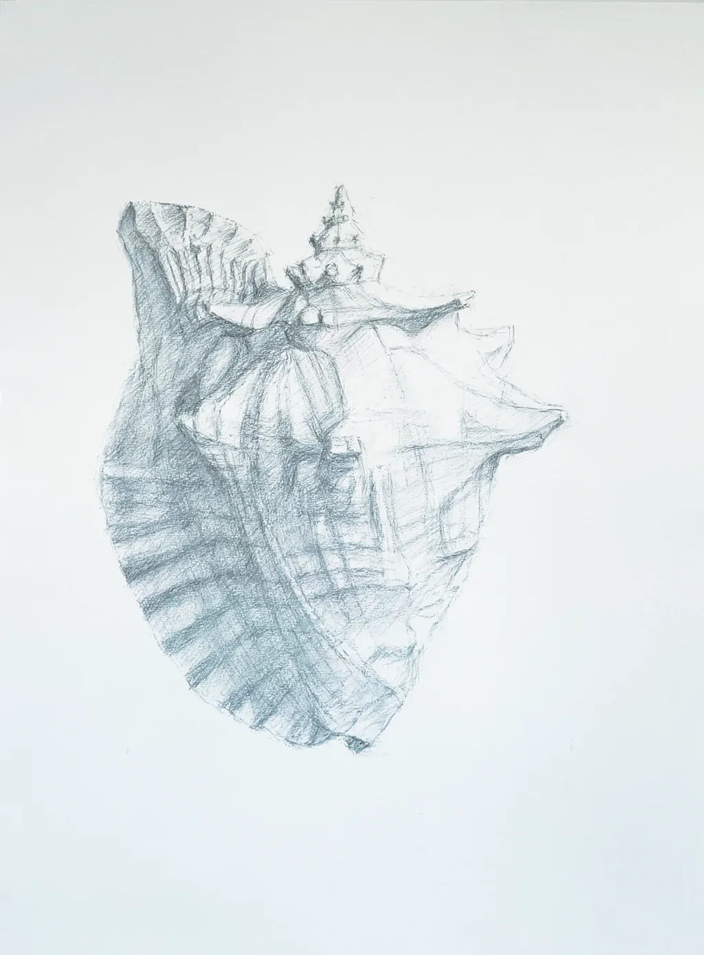 Conch shell