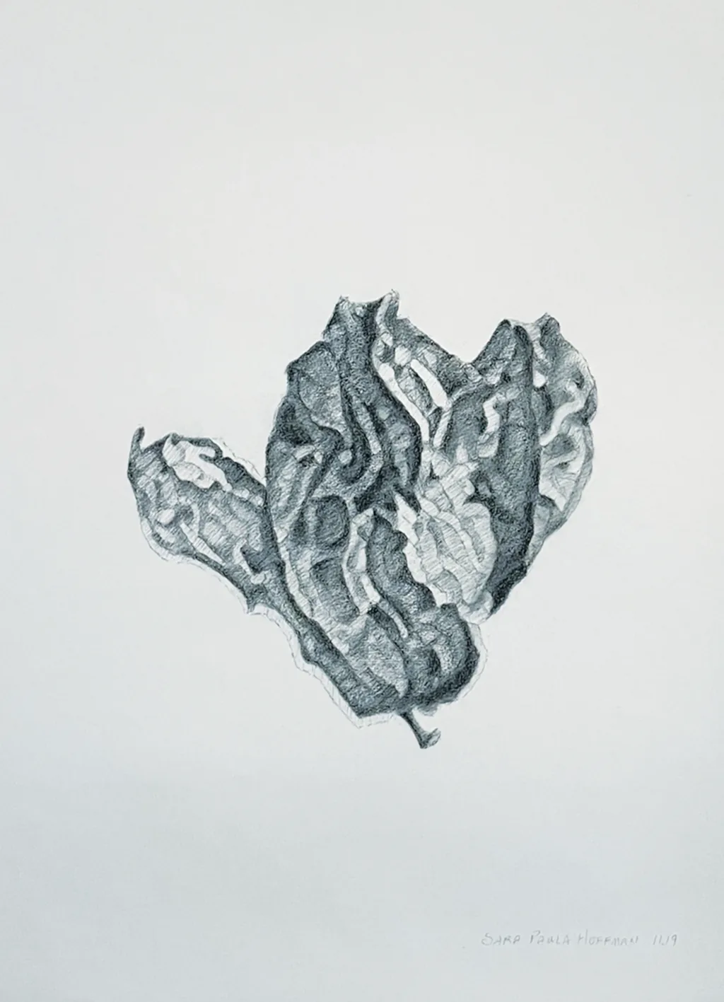 Magnolia pod