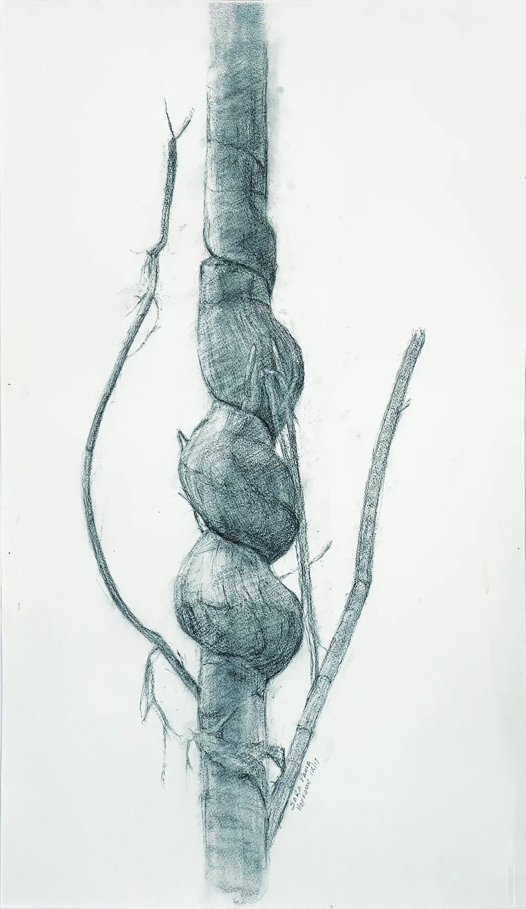 Twisted branch
