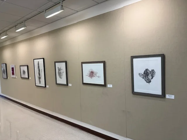 Installation view, Forms of Nature